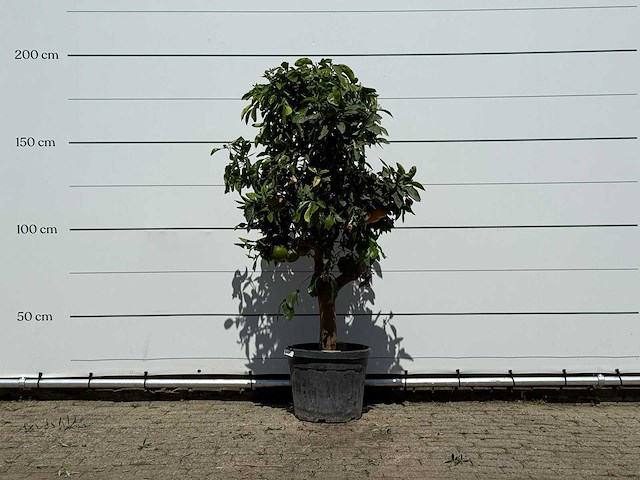 Grapefruitboom - citrus paradisi - hoogte ca. 180 cm - afbeelding 1 van  3