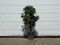 Grapefruitboom - citrus paradisi - hoogte ca. 180 cm - afbeelding 1 van  3