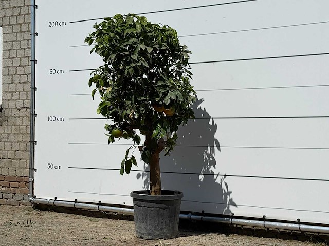 Grapefruitboom - citrus paradisi - hoogte ca. 180 cm - afbeelding 2 van  3