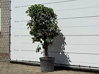 Grapefruitboom - citrus paradisi - hoogte ca. 180 cm - afbeelding 2 van  3