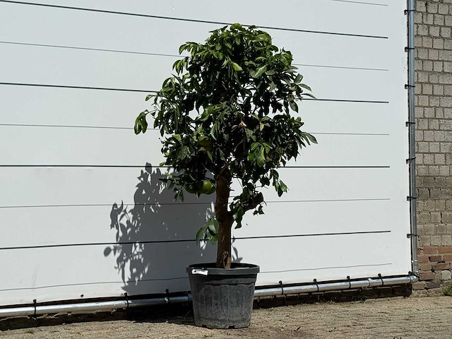 Grapefruitboom - citrus paradisi - hoogte ca. 180 cm - afbeelding 3 van  3