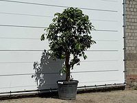 Grapefruitboom - citrus paradisi - hoogte ca. 180 cm - afbeelding 3 van  3