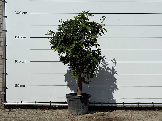 Grapefruitboom - citrus paradisi - hoogte ca. 180 cm - afbeelding 1 van  2