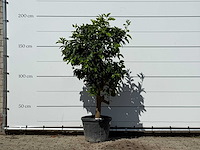 Grapefruitboom - citrus paradisi - hoogte ca. 180 cm - afbeelding 1 van  2
