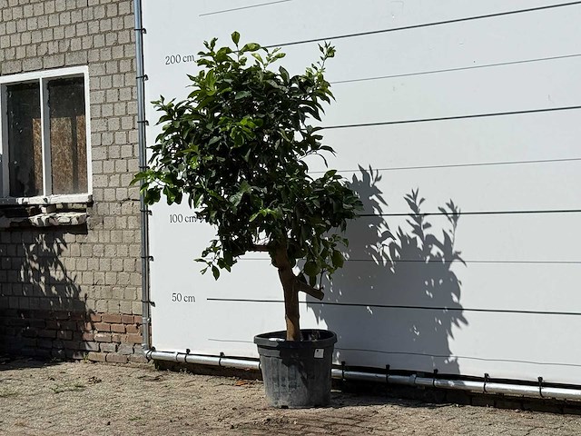 Grapefruitboom - citrus paradisi - hoogte ca. 180 cm - afbeelding 2 van  2
