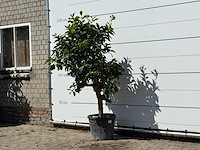 Grapefruitboom - citrus paradisi - hoogte ca. 180 cm - afbeelding 2 van  2
