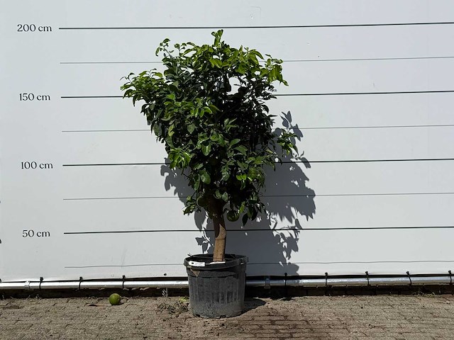 Grapefruitboom - citrus paradisi - hoogte ca. 180 cm - afbeelding 1 van  3