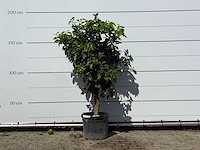 Grapefruitboom - citrus paradisi - hoogte ca. 180 cm - afbeelding 1 van  3