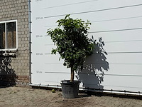 Grapefruitboom - citrus paradisi - hoogte ca. 180 cm - afbeelding 2 van  3
