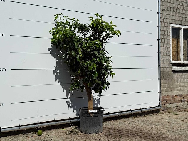 Grapefruitboom - citrus paradisi - hoogte ca. 180 cm - afbeelding 3 van  3