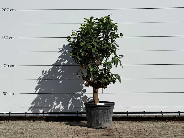 Grapefruitboom - citrus paradisi - hoogte ca. 180 cm - afbeelding 1 van  3