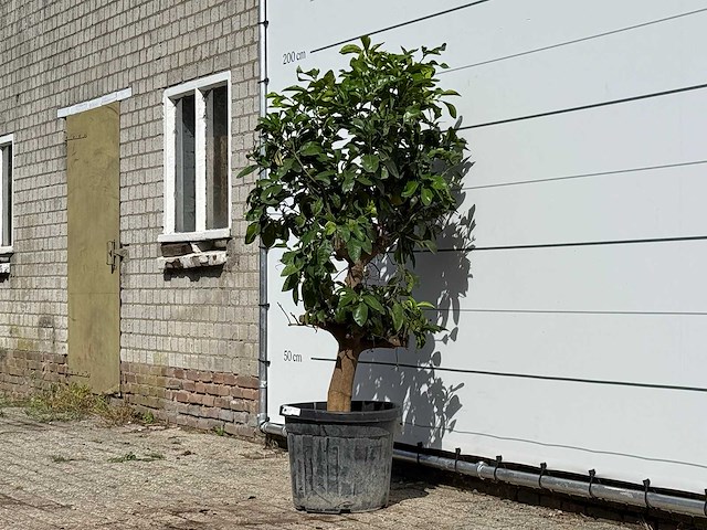 Grapefruitboom - citrus paradisi - hoogte ca. 180 cm - afbeelding 2 van  3