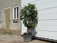 Grapefruitboom - citrus paradisi - hoogte ca. 180 cm - afbeelding 2 van  3