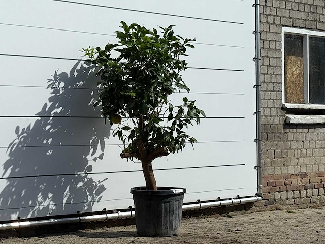Grapefruitboom - citrus paradisi - hoogte ca. 180 cm - afbeelding 3 van  3