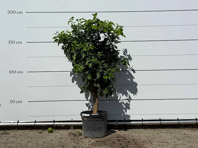 Grapefruitboom - citrus paradisi - hoogte ca. 180 cm - afbeelding 1 van  3