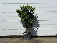 Grapefruitboom - citrus paradisi - hoogte ca. 180 cm