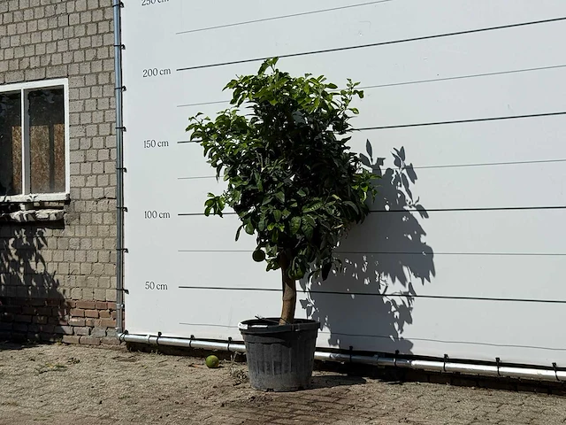 Grapefruitboom - citrus paradisi - hoogte ca. 180 cm - afbeelding 2 van  3