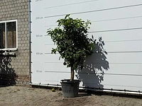 Grapefruitboom - citrus paradisi - hoogte ca. 180 cm - afbeelding 2 van  3