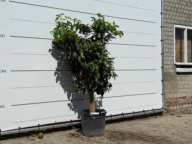 Grapefruitboom - citrus paradisi - hoogte ca. 180 cm - afbeelding 3 van  3