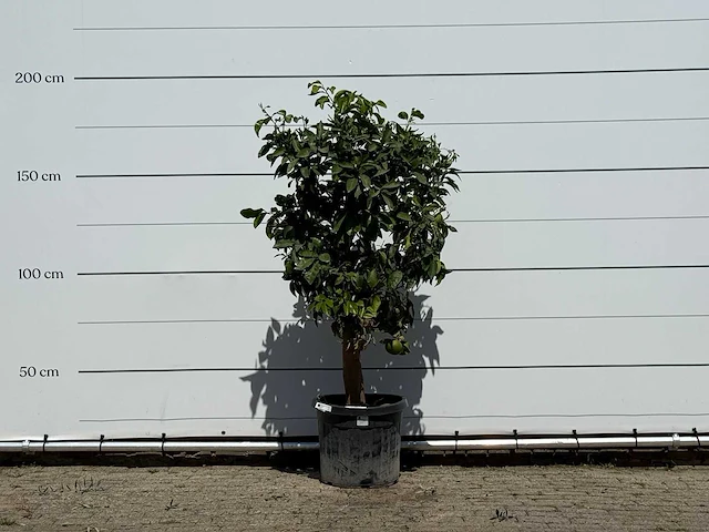 Grapefruitboom - citrus paradisi - hoogte ca. 180 cm - afbeelding 1 van  3