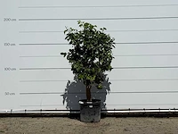Grapefruitboom - citrus paradisi - hoogte ca. 180 cm