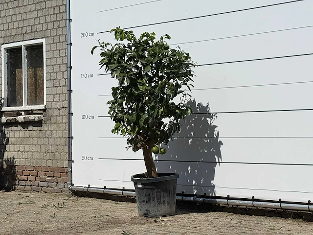 Grapefruitboom - citrus paradisi - hoogte ca. 180 cm - afbeelding 2 van  3
