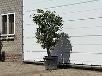 Grapefruitboom - citrus paradisi - hoogte ca. 180 cm - afbeelding 2 van  3