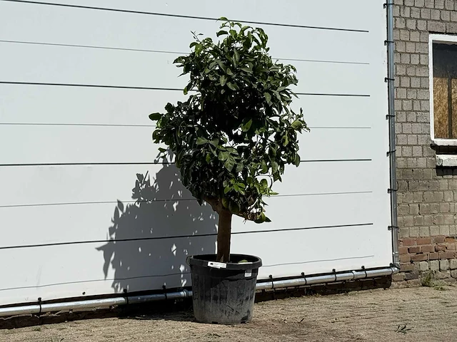 Grapefruitboom - citrus paradisi - hoogte ca. 180 cm - afbeelding 3 van  3
