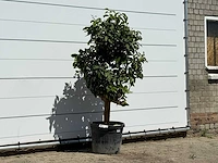 Grapefruitboom - citrus paradisi - hoogte ca. 180 cm - afbeelding 3 van  3