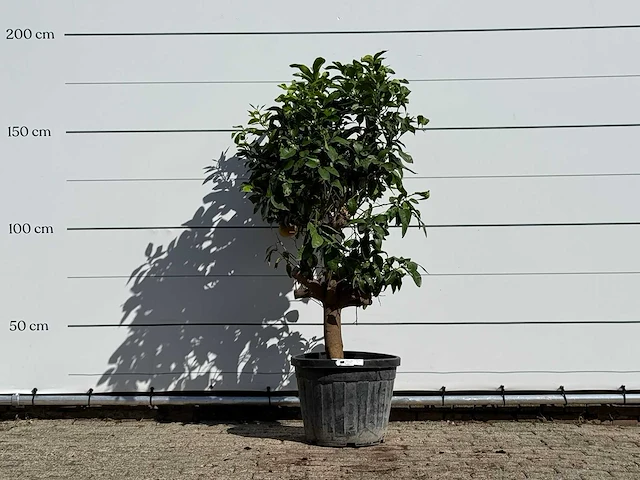 Grapefruitboom - citrus paradisi - hoogte ca. 180 cm - afbeelding 1 van  3