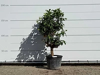Grapefruitboom - citrus paradisi - hoogte ca. 180 cm