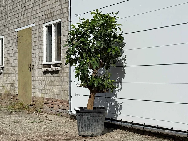 Grapefruitboom - citrus paradisi - hoogte ca. 180 cm - afbeelding 2 van  3