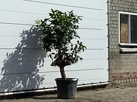 Grapefruitboom - citrus paradisi - hoogte ca. 180 cm - afbeelding 3 van  3