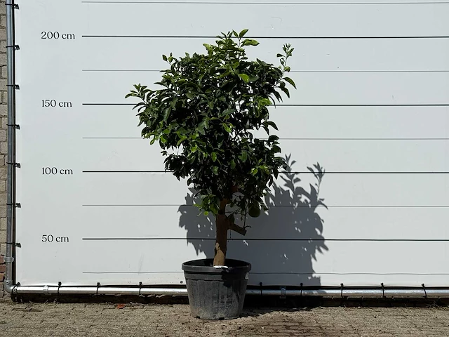 Grapefruitboom - citrus paradisi - hoogte ca. 190 cm - afbeelding 1 van  3
