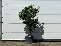 Grapefruitboom - citrus paradisi - hoogte ca. 190 cm