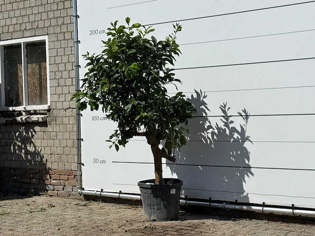 Grapefruitboom - citrus paradisi - hoogte ca. 190 cm - afbeelding 2 van  3