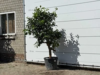 Grapefruitboom - citrus paradisi - hoogte ca. 190 cm - afbeelding 2 van  3