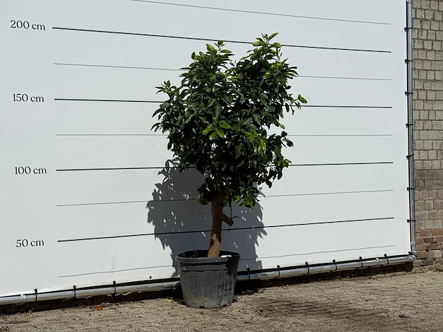 Grapefruitboom - citrus paradisi - hoogte ca. 190 cm - afbeelding 3 van  3