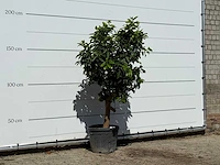 Grapefruitboom - citrus paradisi - hoogte ca. 190 cm - afbeelding 3 van  3