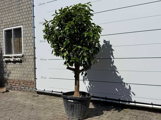 Grapefruitboom - citrus paradisi - hoogte ca. 250 cm - afbeelding 1 van  3