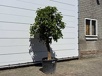 Grapefruitboom - citrus paradisi - hoogte ca. 250 cm - afbeelding 2 van  3