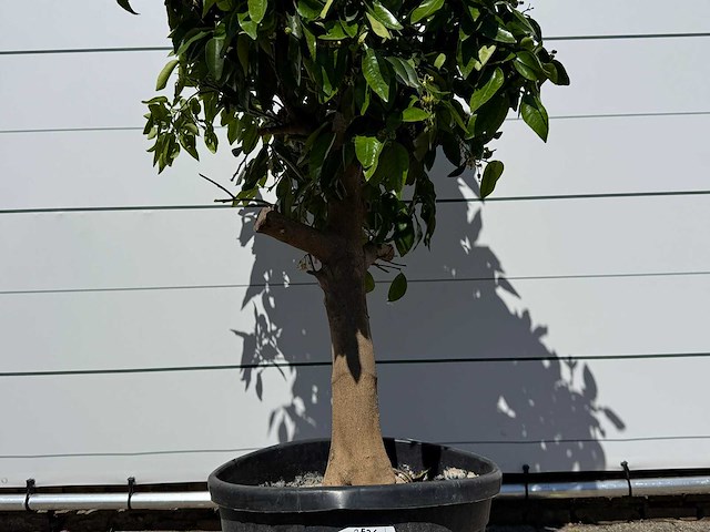 Grapefruitboom - citrus paradisi - hoogte ca. 250 cm - afbeelding 3 van  3