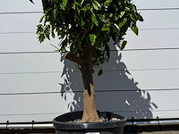 Grapefruitboom - citrus paradisi - hoogte ca. 250 cm - afbeelding 3 van  3