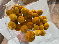 Graspedia bos decoratie boeket - afbeelding 4 van  5