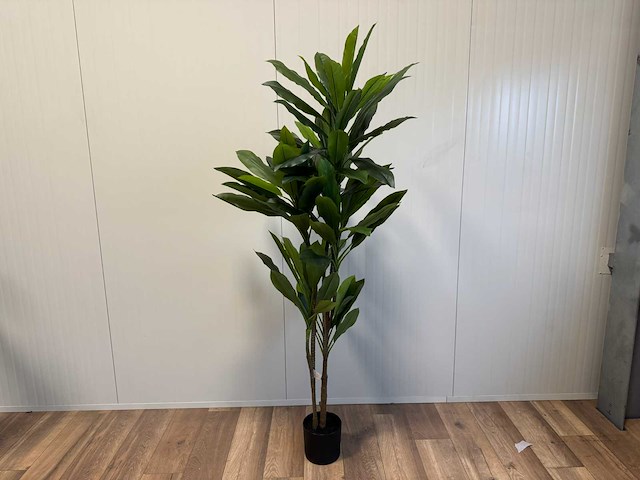 Green dracaena kunstplant (200cm hoog) - afbeelding 1 van  12