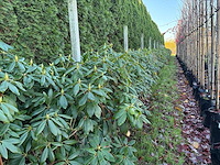 Groenblijvende boom (6x) - afbeelding 1 van  2