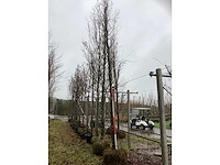 Groene beuk - laanbomen - afbeelding 2 van  3