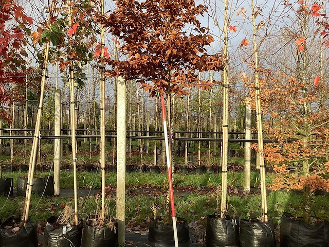 Groene beuk - laanboom - afbeelding 1 van  3