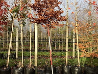 Groene beuk - laanboom - afbeelding 1 van  3