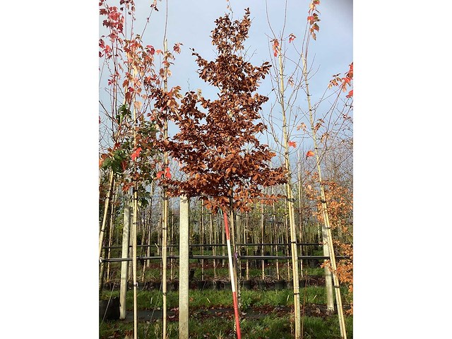 Groene beuk - laanboom - afbeelding 2 van  3